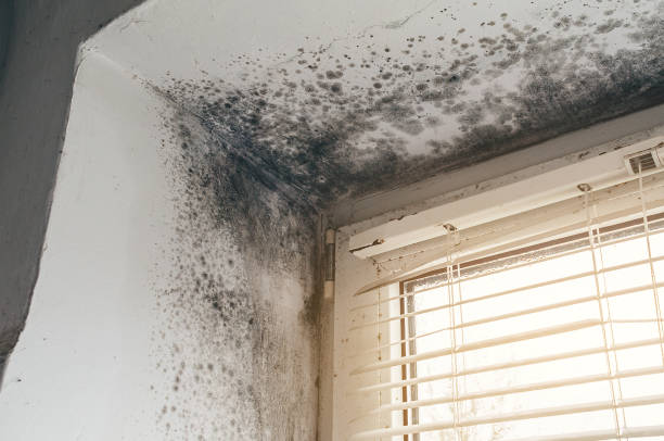Affordable Mold Inspection And Testing solutions in Bedminster, NJ